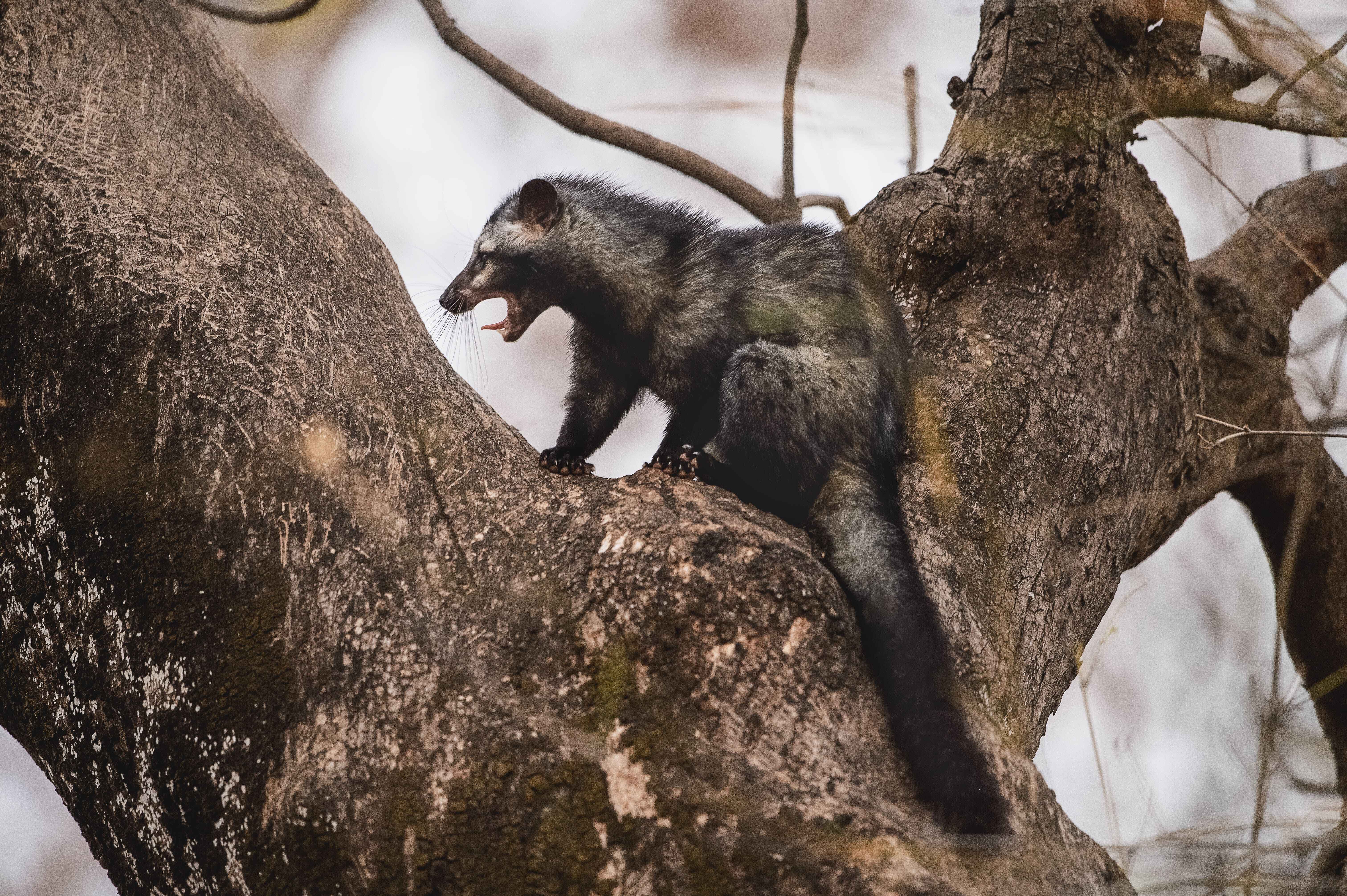 Asian Palpm Civet